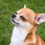 Are Chihuahuas Good Guard Dogs