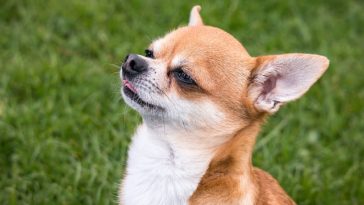 Are Chihuahuas Good Guard Dogs