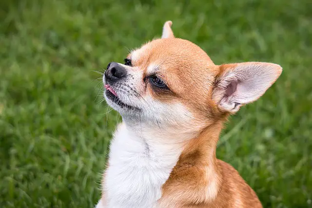 Are Chihuahuas Good Guard Dogs