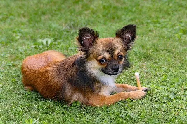 How Many Calories Should a Chihuahua Eat