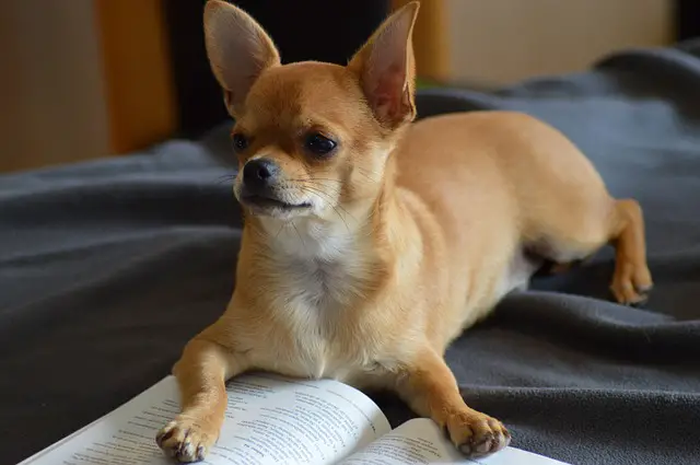 Are Chihuahuas Good Apartment Dogs