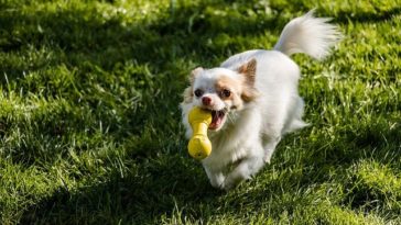 What Do Chihuahuas Like to Play With