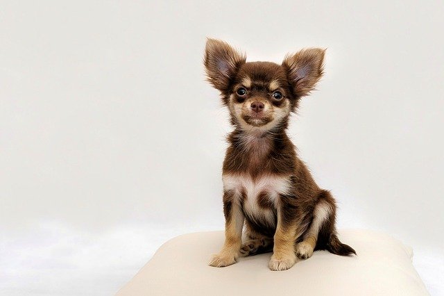 Are Chihuahuas Prone to Skin Problems