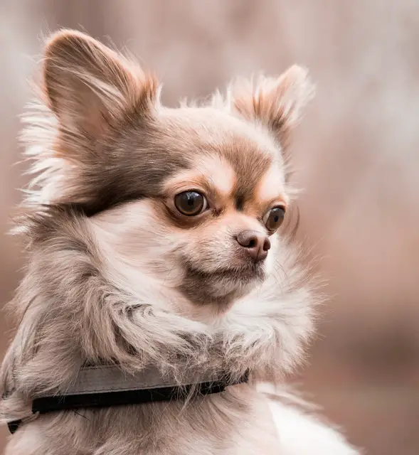 Are Chihuahuas Prone to Skin Problems
