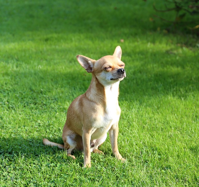 Reverse sneezing in Chihuahuas