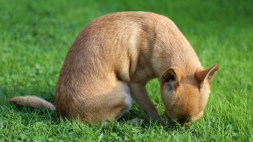 Why Do Chihuahuas Eat Grass