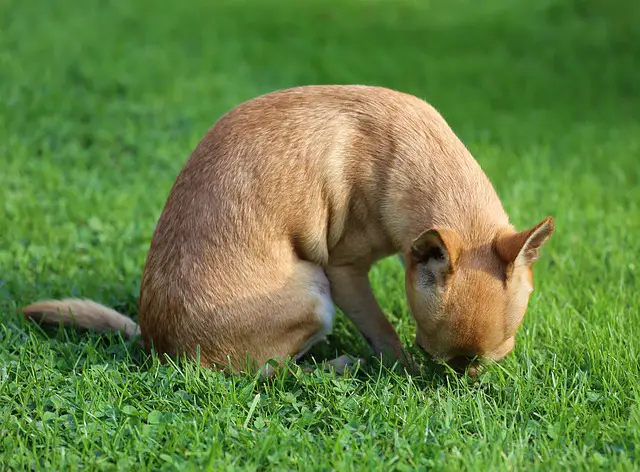 Why Do Chihuahuas Eat Grass