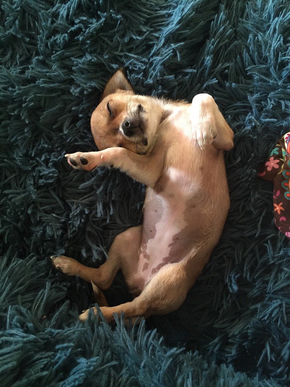 Why Do Chihuahuas Sleep Under Covers & Is It Safe (2022)