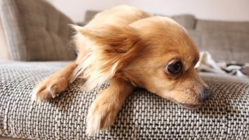 Are Chihuahuas good emotional support dogs