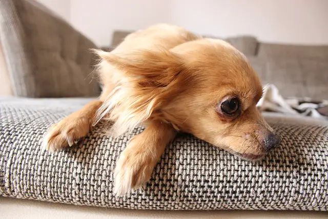 Are Chihuahuas good emotional support dogs