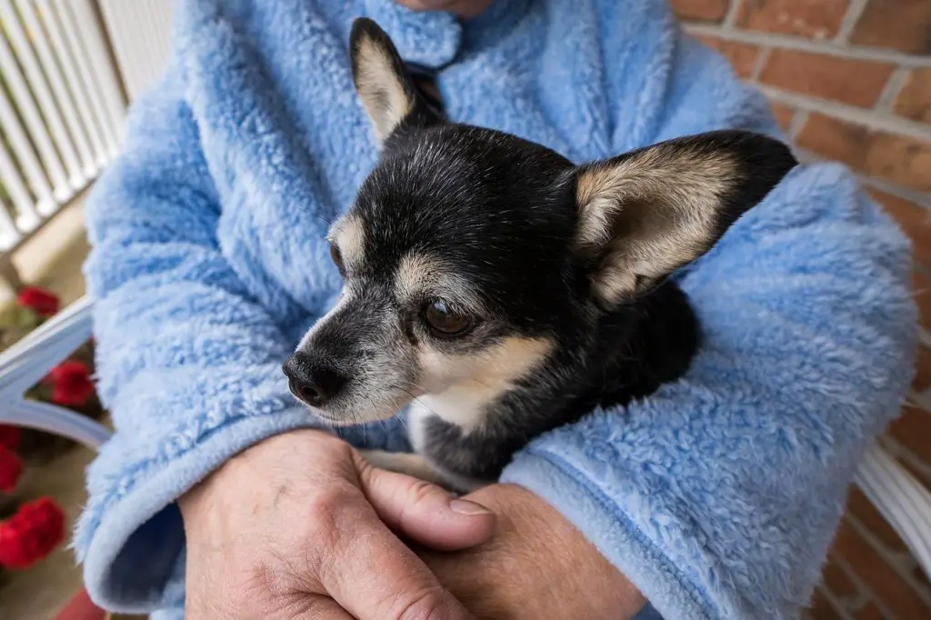 Do Chihuahuas like to be Held