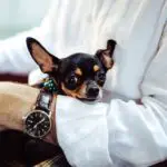 Do Chihuahuas like to be Held