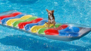 do-chihuahuas-like-water