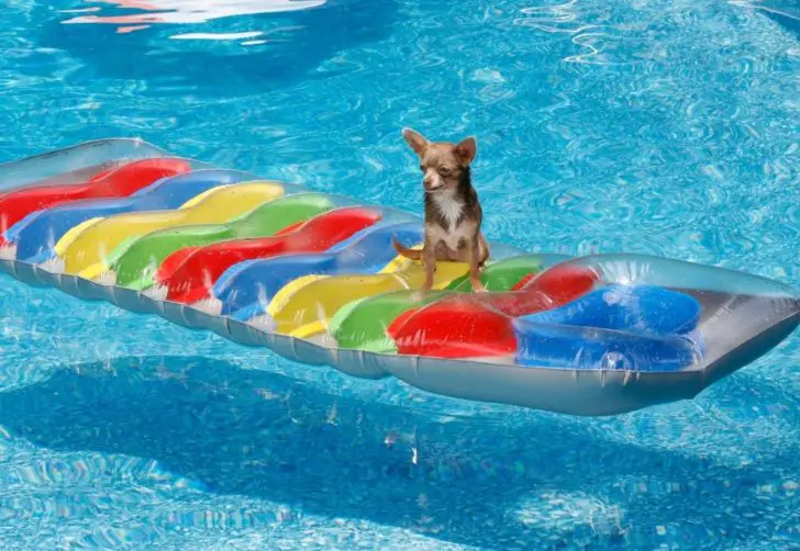 Do Chihuahuas Like Water? Bathing, Swimming And More + Bathing