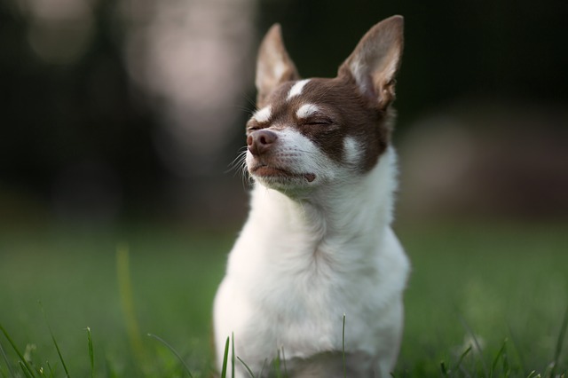 Reverse sneezing in Chihuahuas 