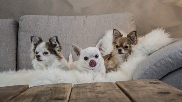 Are Chihuahuas Good Apartment Dogs