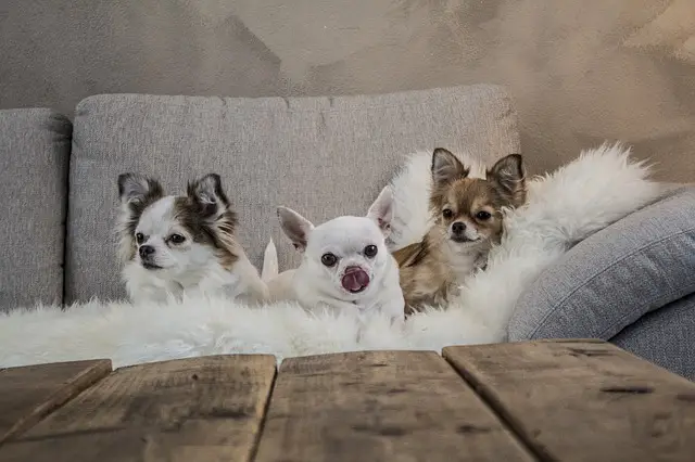 Are Chihuahuas Good Apartment Dogs