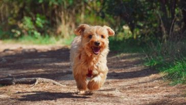 How Do Yorkies Show Affection?