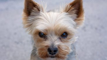 Why Are Yorkies So Mean?