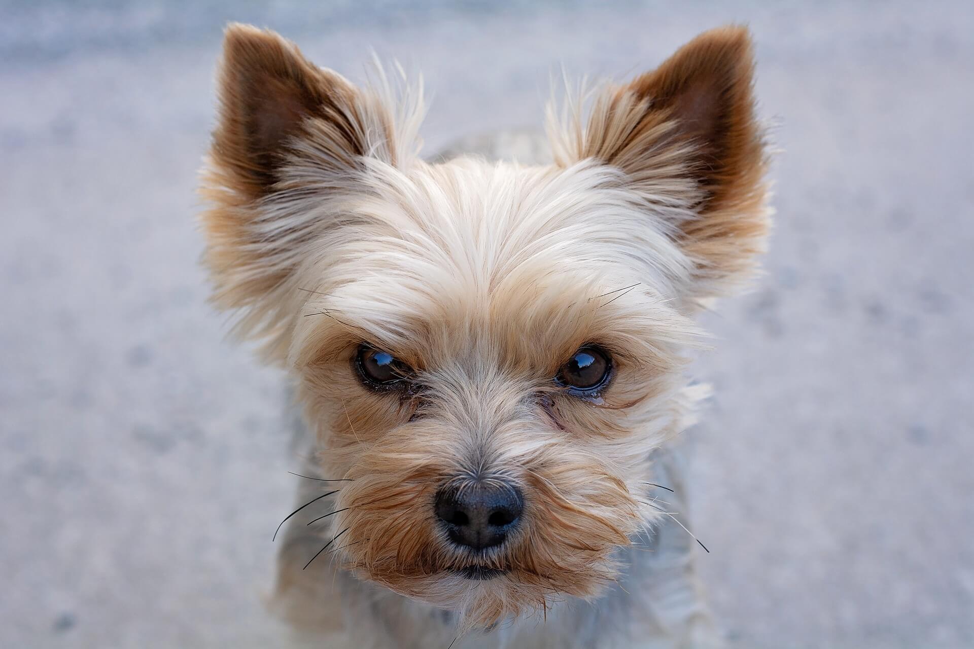 do yorkies need lots of attention