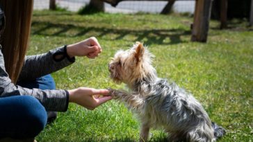 Do yorkies like to be held