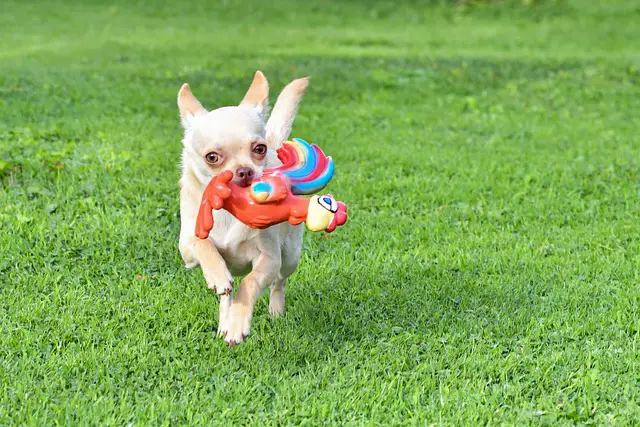 how fast can Chihuahuas run