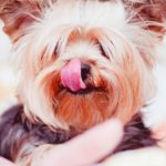Why Do Yorkies Lick So Much?