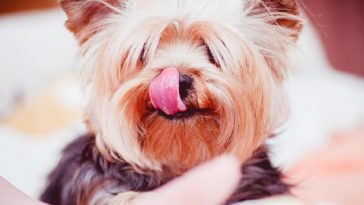 Why Do Yorkies Lick So Much?