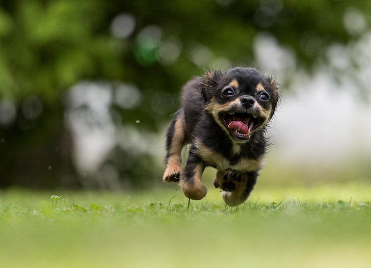 How fast can Chihuahuas run?