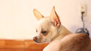 how long do chihuahuas live for