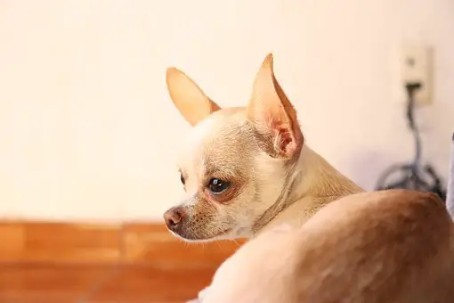 how long do chihuahuas live for