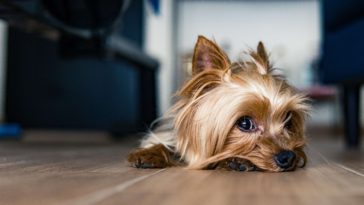 Are yorkies good with babies