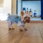 Are Yorkies Born With Tails?