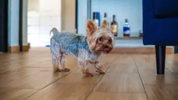 Are Yorkies Born With Tails?