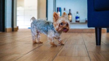 Are Yorkies Born With Tails?