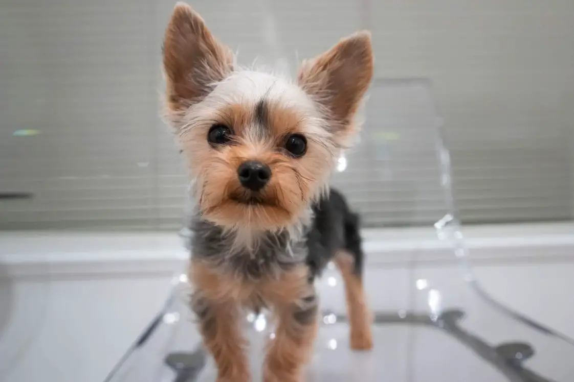 Why Does My Yorkie Eat Poop? Top 12 Reasons + 6 Ways To Stop This