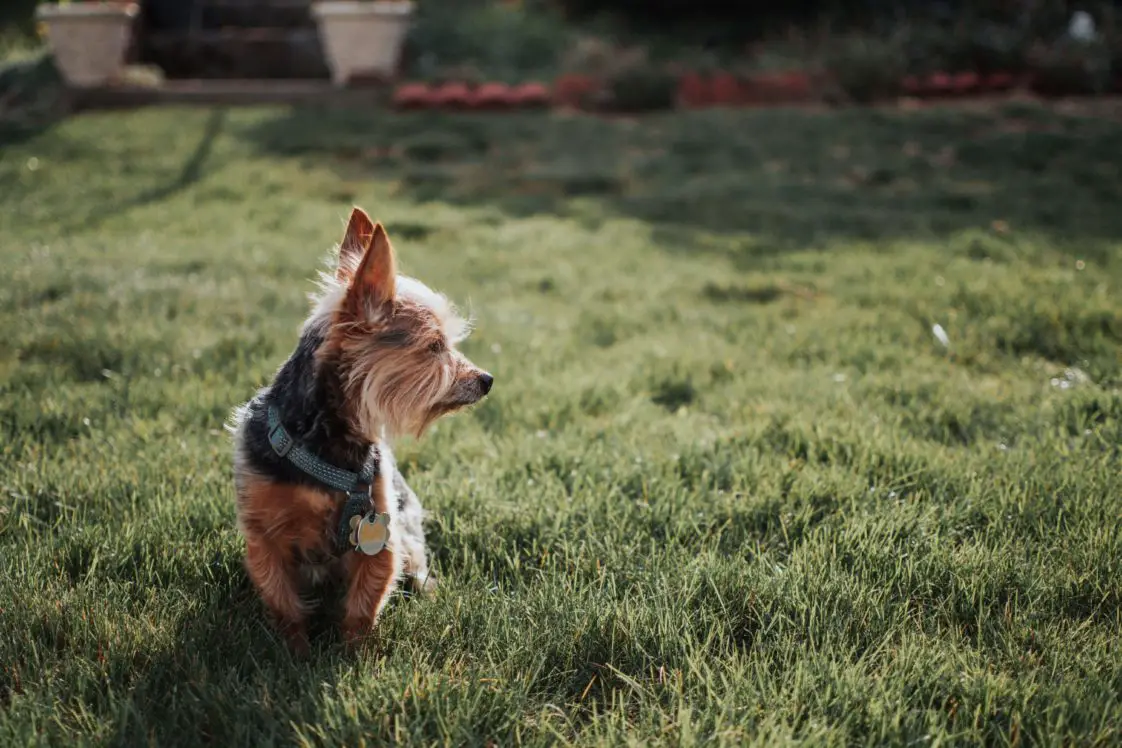 12 Methods On How To Stop A Yorkie From Peeing In The House?