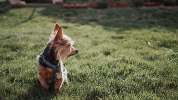 How to stop a yorkie from peeing in the house