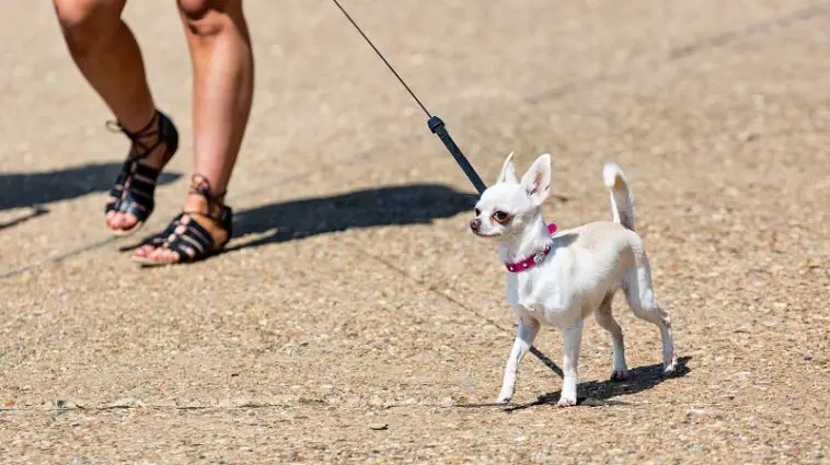 Should You Walk a Dog with Luxating Patella