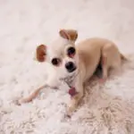 why do chihuahuas bite ankles