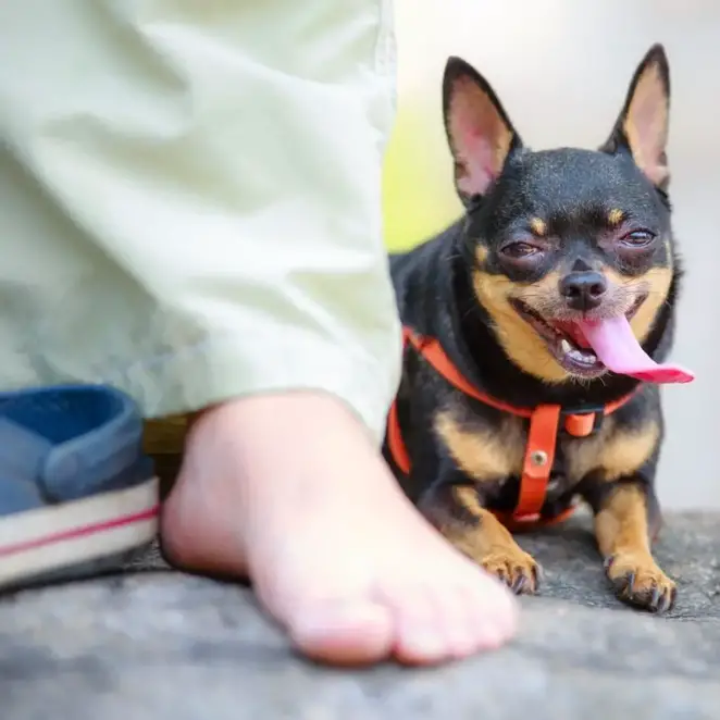 why-do-chihuahuas-bite-ankles