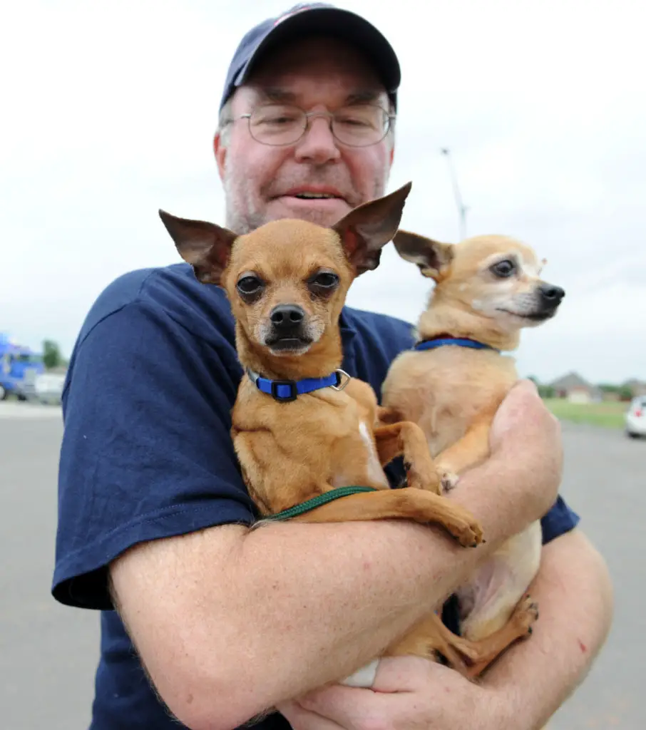 Do Chihuahuas like to be Held