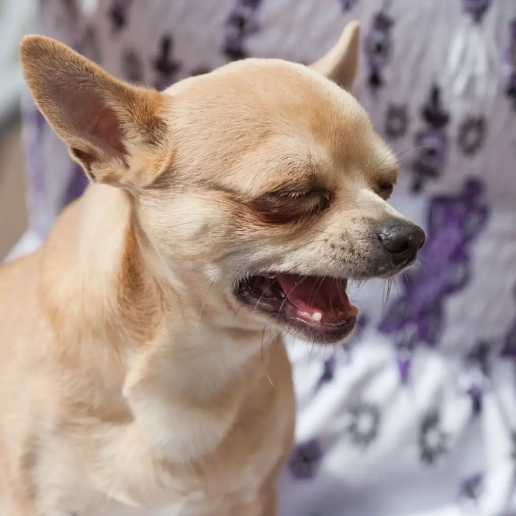 why-do-chihuahuas-whine