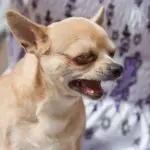 why-do-chihuahuas-whine