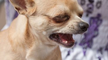 why-do-chihuahuas-whine