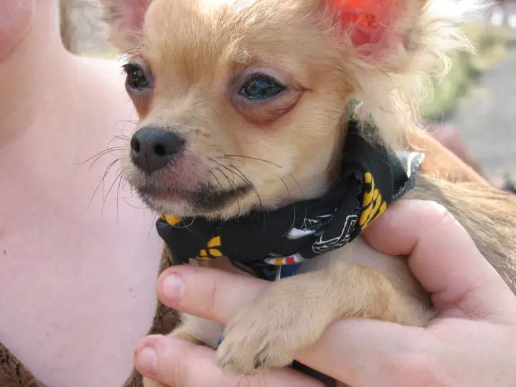Do Chihuahuas like to be Held? How to Hold a Chihuahua Safely (2022)