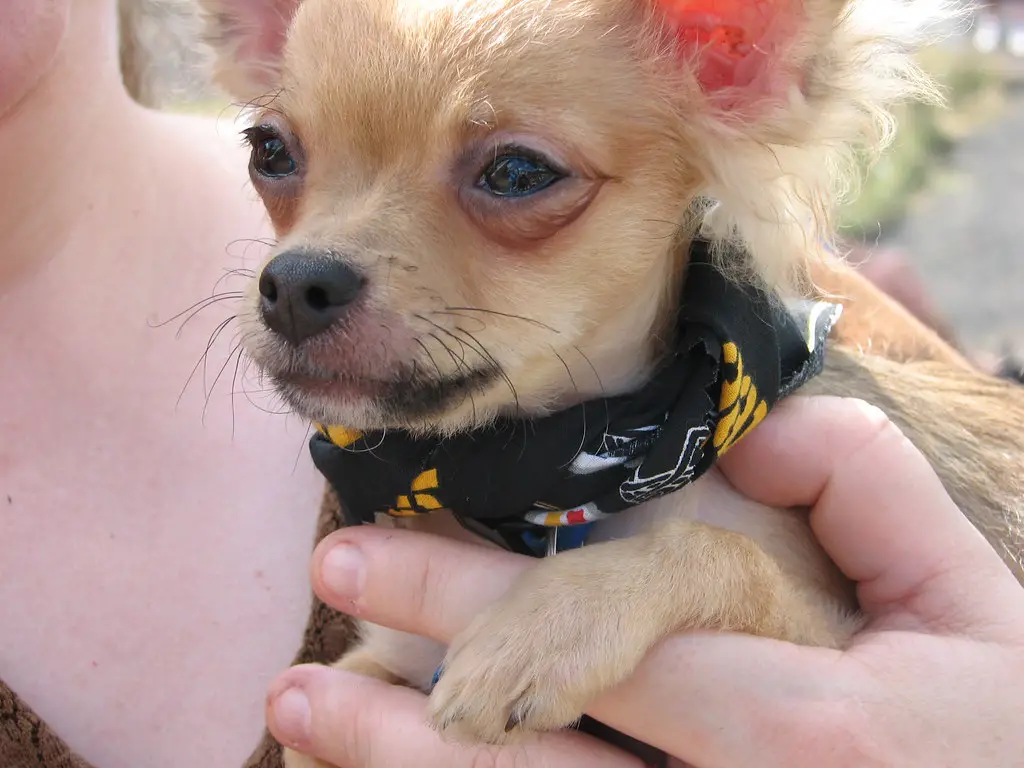 Do Chihuahuas like to be Held