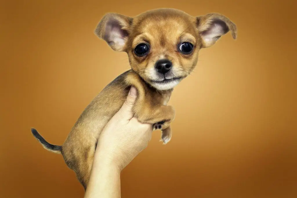 Do Chihuahuas like to be Held