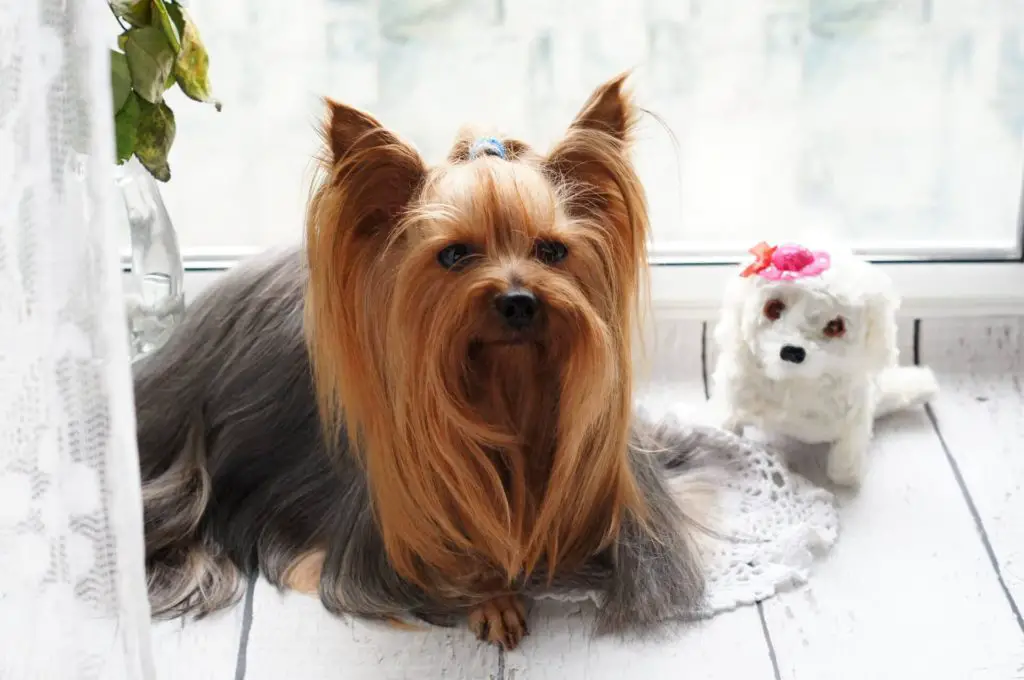 Do Yorkies Get Along With Other Dogs?
