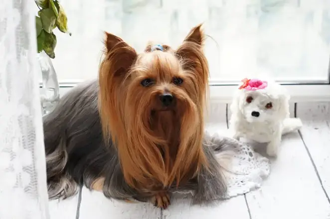 Do Yorkies Get Along With Other Dogs?